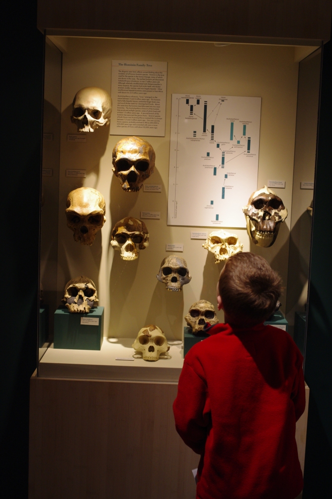Lovecraftian: evolution as shown through skulls. 