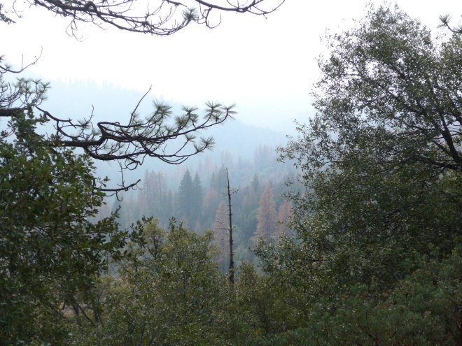 The dying forests of California